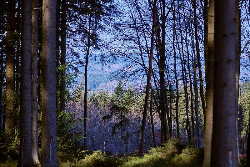 Forêt de conifères et d’arbres sans feuilles au premier plan, avec une clairière et des collines boisées au loin sous un ciel bleu.