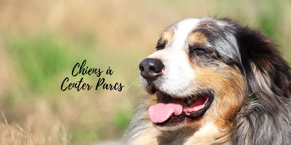 Les chiens à Center Parcs