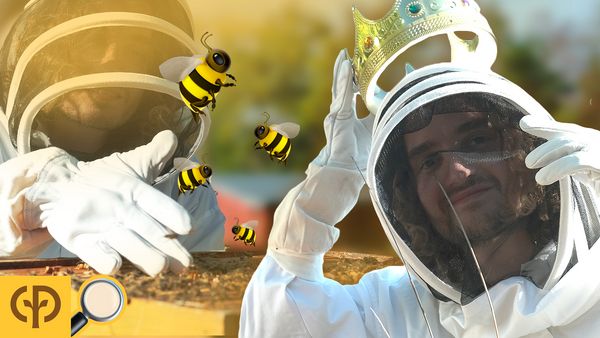 [NOUVELLE VIDÉO] Comment devient-on reine des abeilles ?
