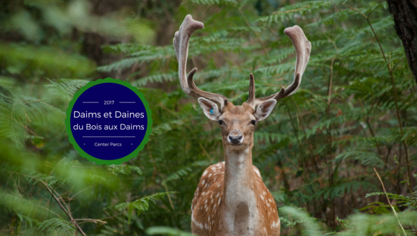 Les nouvelles des Daims & Daines