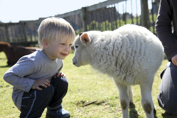 enfants-moutons-animaux