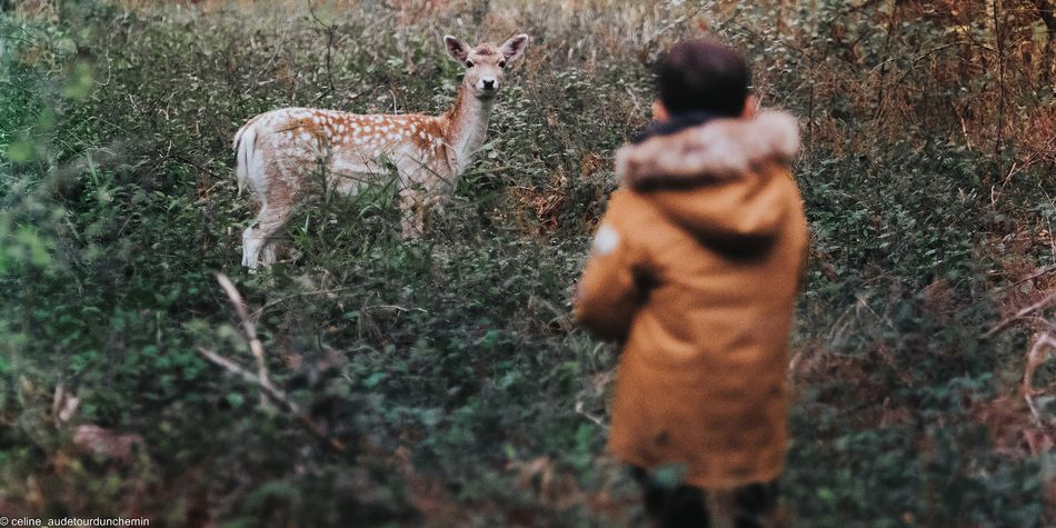 animaux center parcs