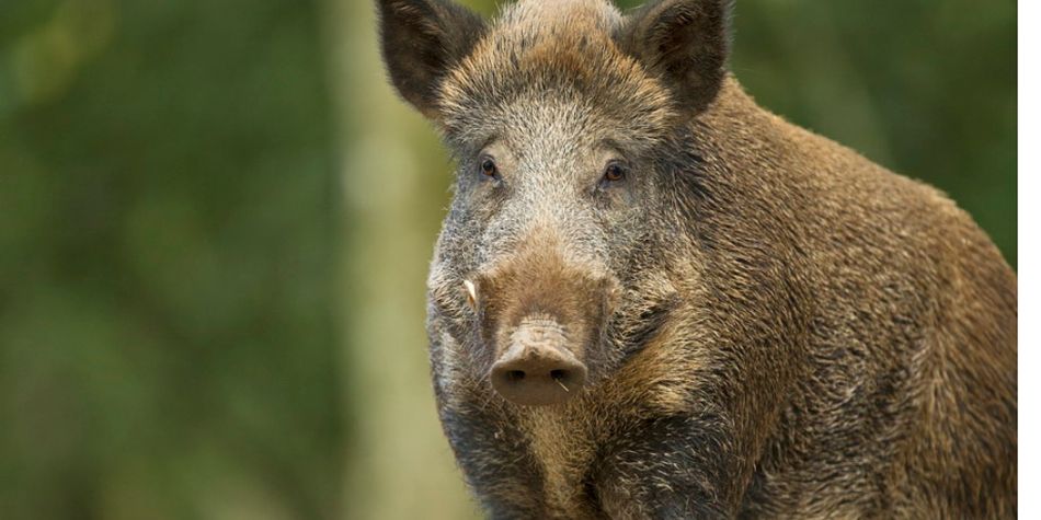 sanglier animaux en liberté