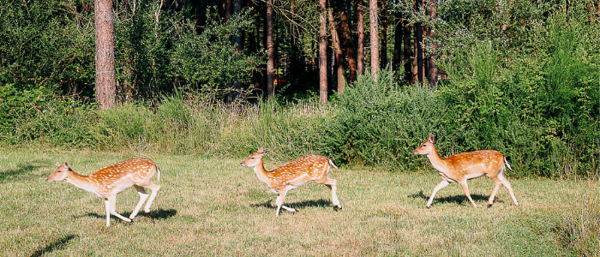3 daims se promenant dans la forêt les uns après les autres
