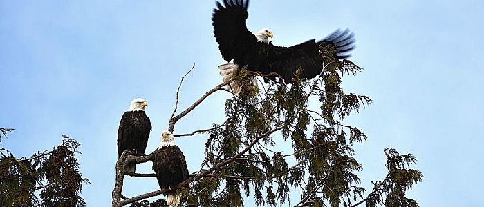 Trois aigles dans un arbre