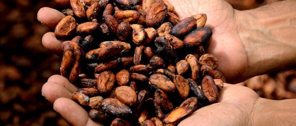 fèves de cacao dans une main