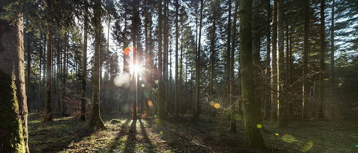 Grande forêt verdoyante baignée de soleil