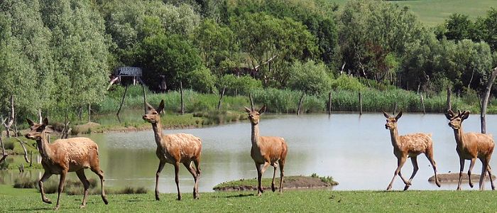 Parc animalier de Sainte-Croix