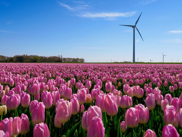 Un champs de tulipes roses avec des éoliennes en fond