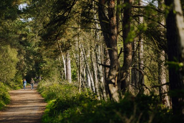 Parc Naturel des Landes de Gascogne