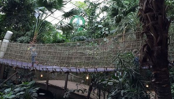 jungle dome 