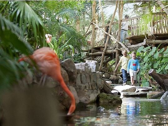 Tropical Plants 