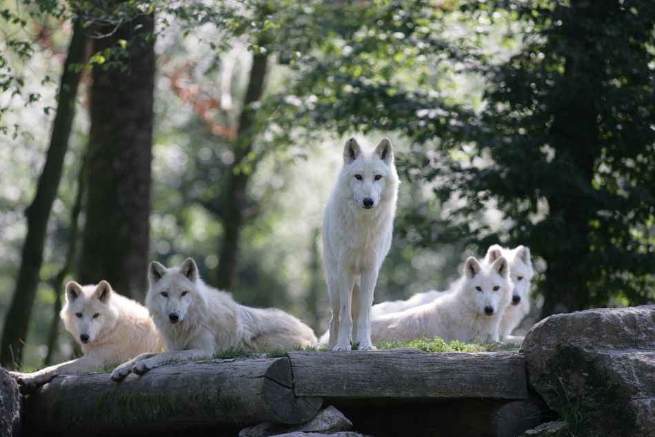 Wolves Center Parcs Les Trois Forêts